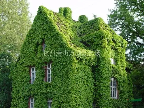 爬山虎 爬墙虎,地锦,三叶地锦,五叶地锦,美国爬山虎