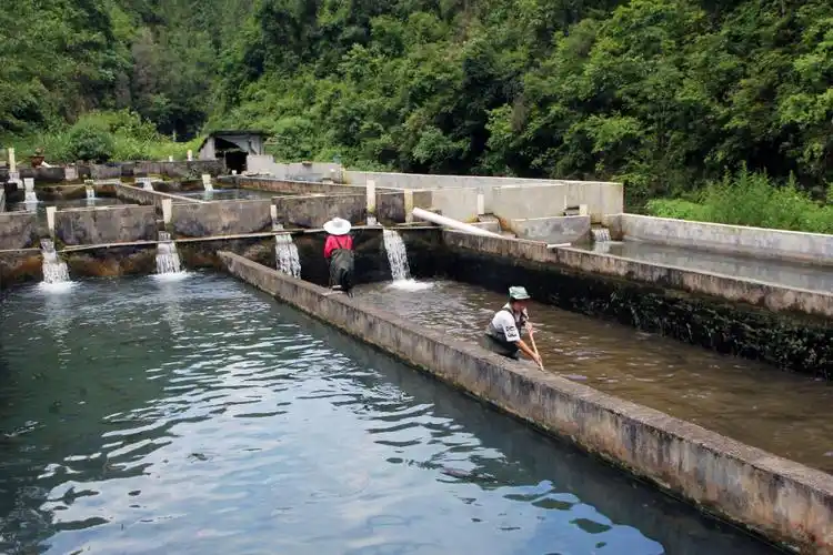 鹿鸣乡向家村生态鱼养殖基地 小鱼塘变"聚宝盆" 奏响乡村振兴"致富曲"
