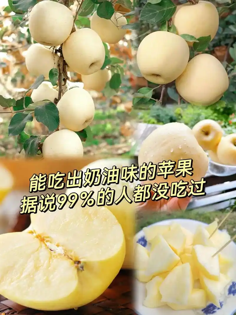 山东冰糖心奶油苹果真好吃.脆甜多汁特别好吃,特别娇贵,一点风 - 抖音