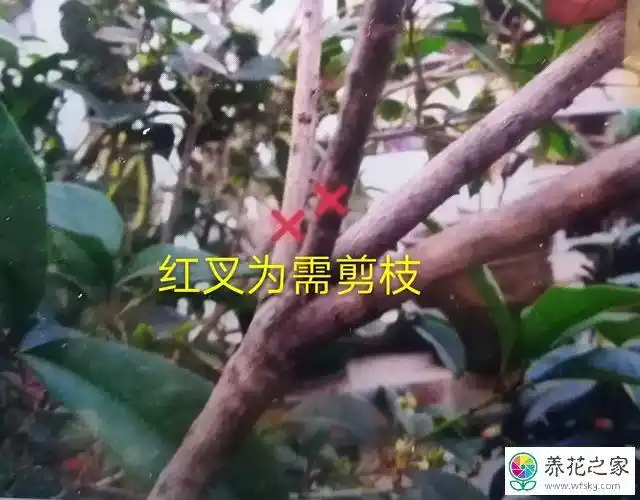 桂花树如何修剪可以促使它多开花