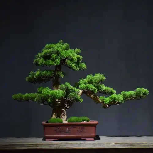 仿真新中式实木桌面中式松树迎客松家居装饰玄关酒店仿真植物盆景