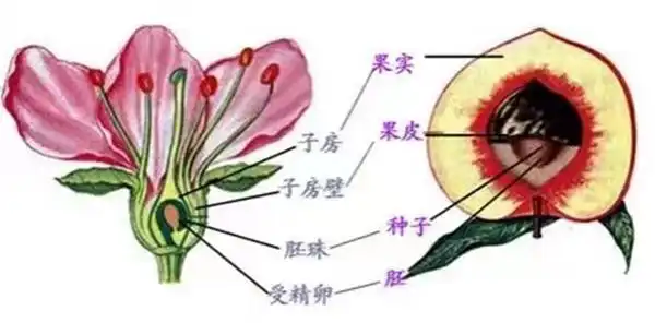 春花秋实,花落了结果,想要了解这些果实的成长先来看一张图吧.