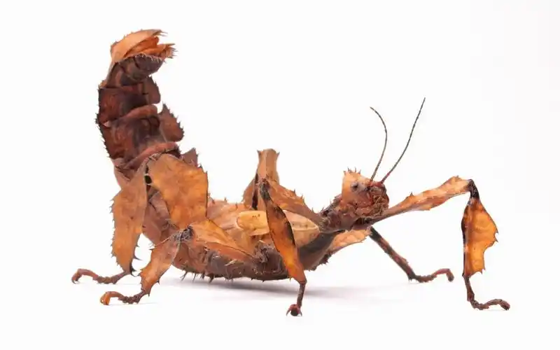 澳洲幽灵竹节虫的诡异超乎你的想象