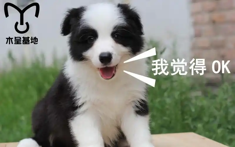 边牧犬残忍吃鸡 场面十分残忍