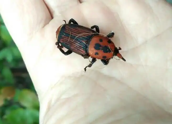 ksvqir">红棕象甲(学名: i>rhynchophorus ferrugineus /i>)是竹象科