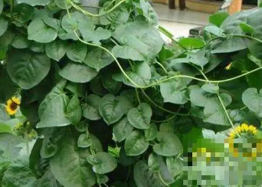 旱三七的功效与作用及禁忌