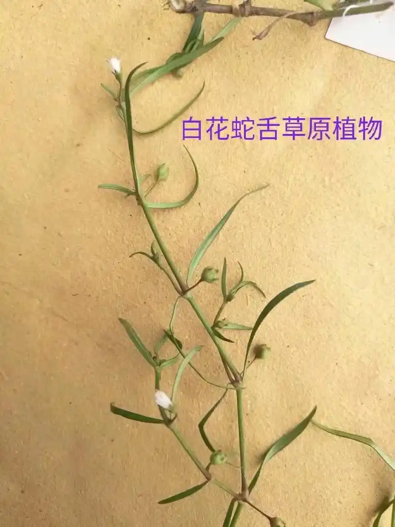 白花蛇舌草与水线草(伞房花耳草)两者鉴定点对比 - 抖音