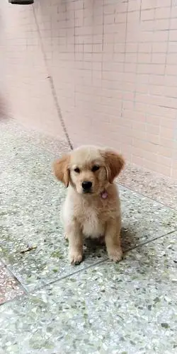 我家的金毛是杂交吗?尾巴尖,骨架细,感觉不协调!