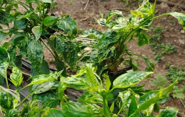 请问做辣椒病毒病用什么药治疗效果比较好