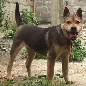 免费无偿领养广西土猎犬赶山幼犬大头虎斑幼犬看家护院打猎中型犬