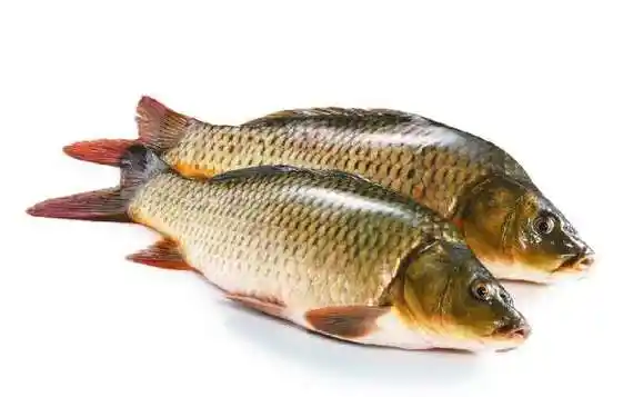 食用鱼的种类及图片一,胖头鱼