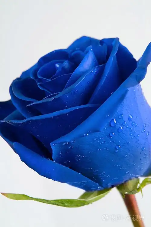 蓝玫瑰从未见过的事物