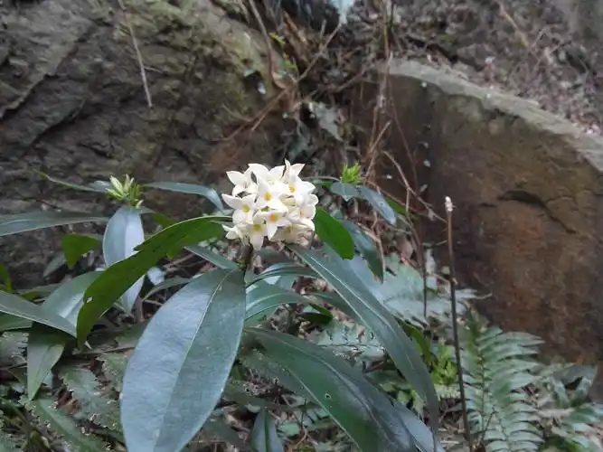 几日前在山间偶遇一株小白花,花很香,求大神科普花名!