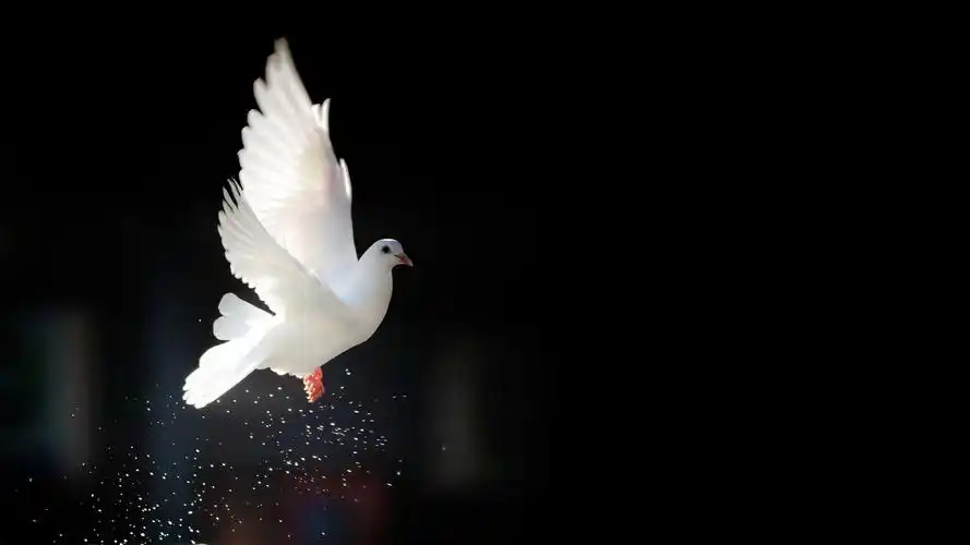 鸽子,鸟,自然,,动物世界,桌面壁纸