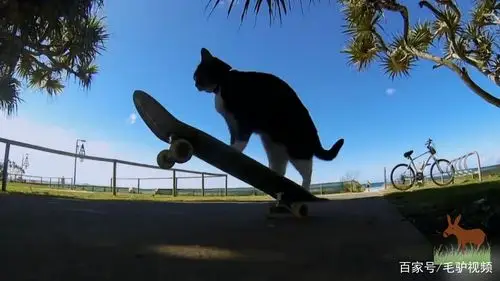 一只善于玩滑板的猫,明明可以靠颜值偏偏要靠才华,让许多人汗颜
