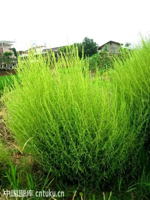 最全的农村野草大全,不记得的进来看看