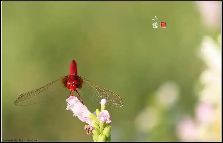 【晚霞中的红蜻蜓摄影图片】生态摄影_月华中人_太平洋电脑网摄影部落