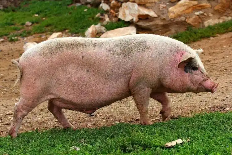 在广元农村有个亲戚是件多么幸福的事看完你就明白了