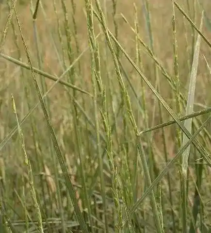 长穗偃麦草