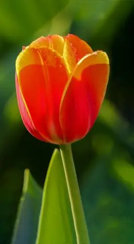 郁金香以神秘,典雅,高贵而大受人们喜爱!