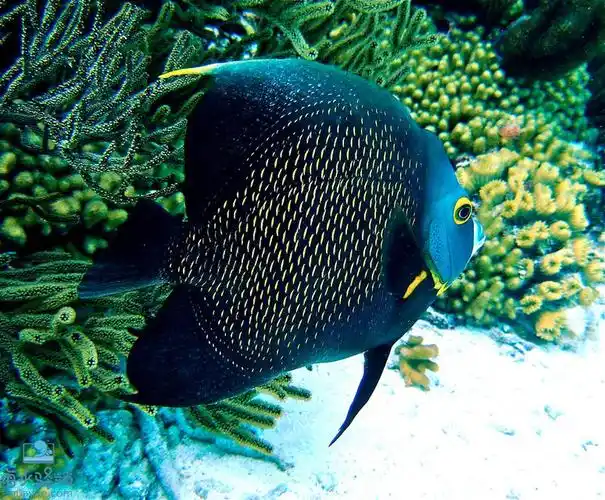 法仙巴西刺盖鱼法国神仙