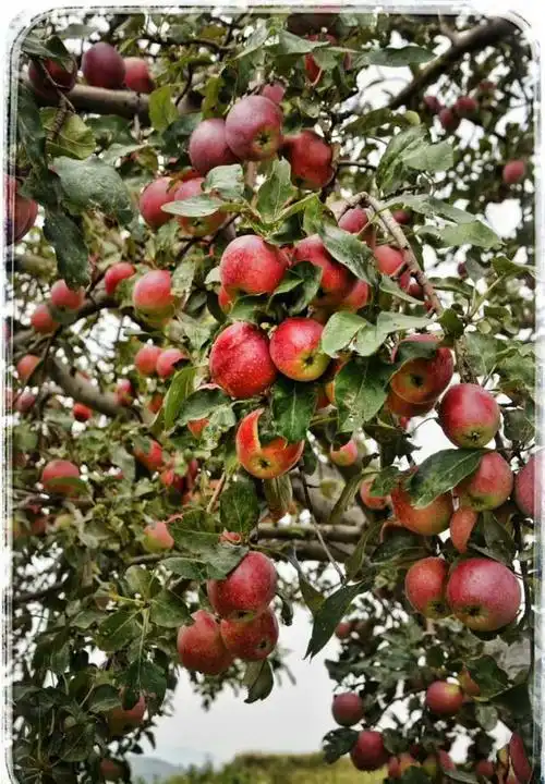 商机:有一种北方"果子"芳香四溢,养颜润肺,却面临绝迹!_网易订阅