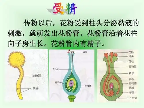 花粉管沿着花柱 向子房生长.花粉管内有精子.