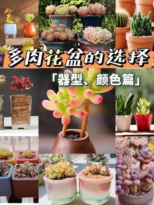 一小姐姐,因"易拉罐"养100多盆多肉而走红,抬头见笑,