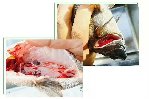 百源康宝石鲈鱼-无抗无药腥味少,安全营养刺不多