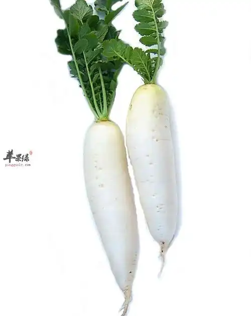 生萝卜中含有一种抗肿瘤的活性物质,这种物质能够有效的抑制各种癌症