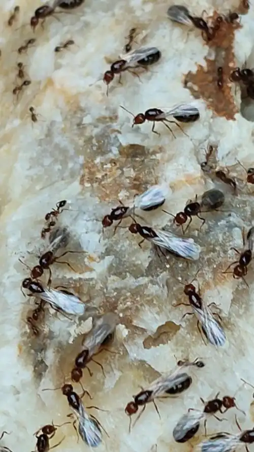 首次发现一窝长翅膀的变种红火蚁,这是生态系统的一个危险信号.