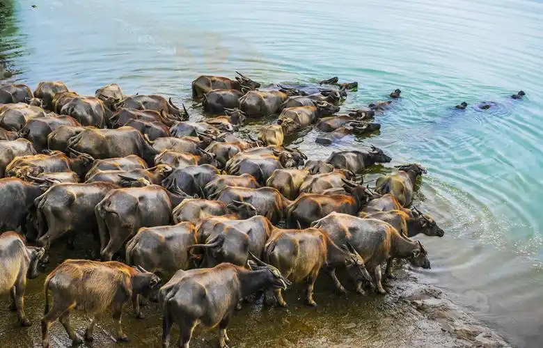 百牛过江 摄影 山水之乐
