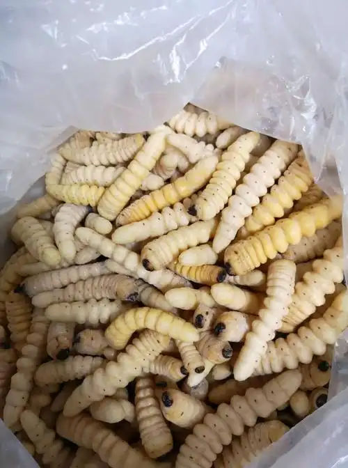 柴虫,这货山上野货难找120块钱一斤