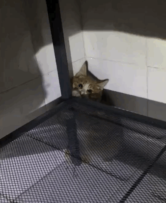 由于极度缺乏安感,它在桌子角落里躲了好几天,不愿意出来,女士没办法