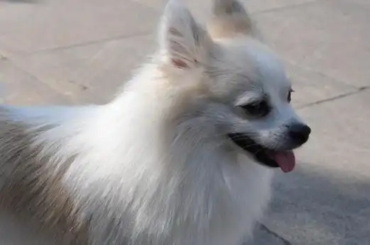 银狐犬的缺点是什么