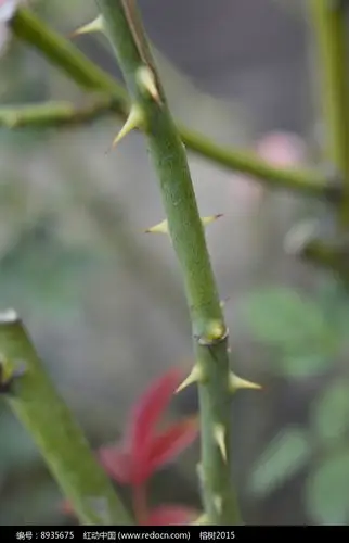 月季茎上的刺