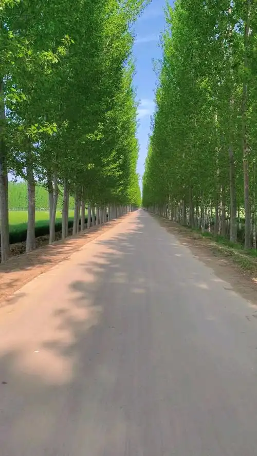 治愈系农村小路风景曾几何时你也愉快的走过