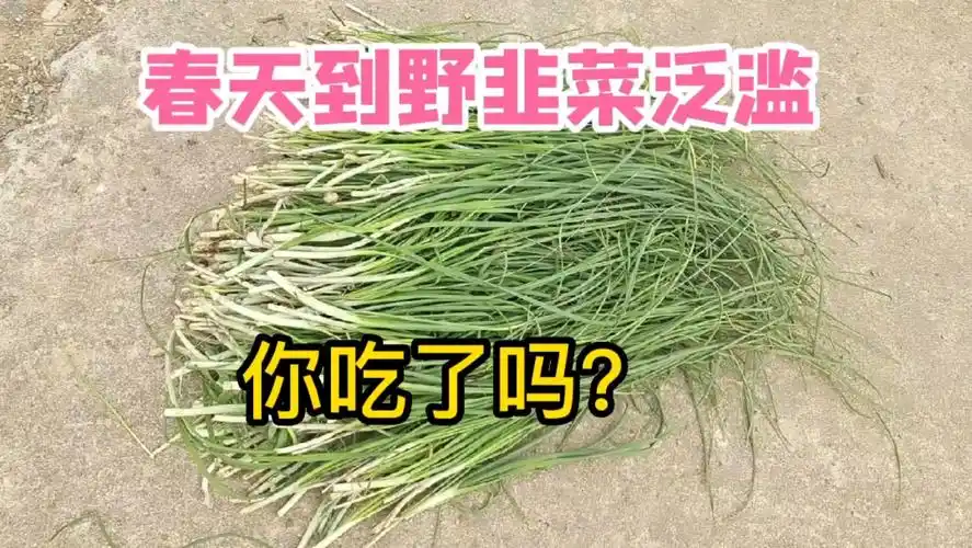 又到了摘野葱的季节,这种野韭菜鲜嫩很香,你吃过吗?