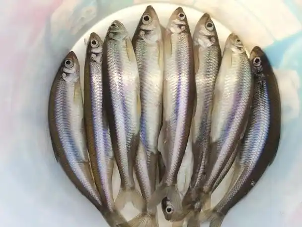 在我眼中,池沼公鱼是水中精灵,鱼中极品,它肉质香嫩,入口鲜香,回味