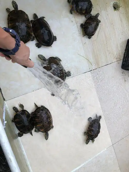 养龟日常火焰龟成体的样子