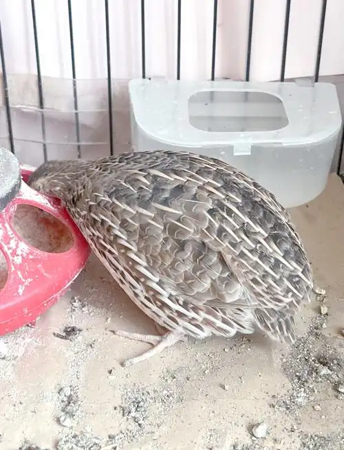 新宠鹌鹑:安静的小可爱