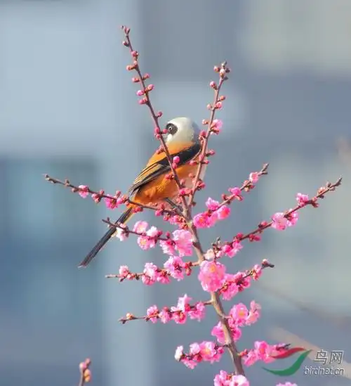 梅花枝头鸟