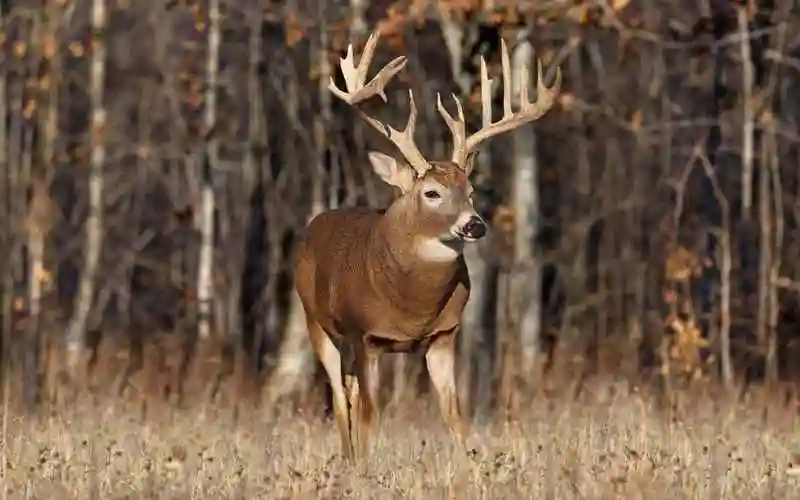 森林里的麋鹿唯美可爱摄影图片桌面壁纸