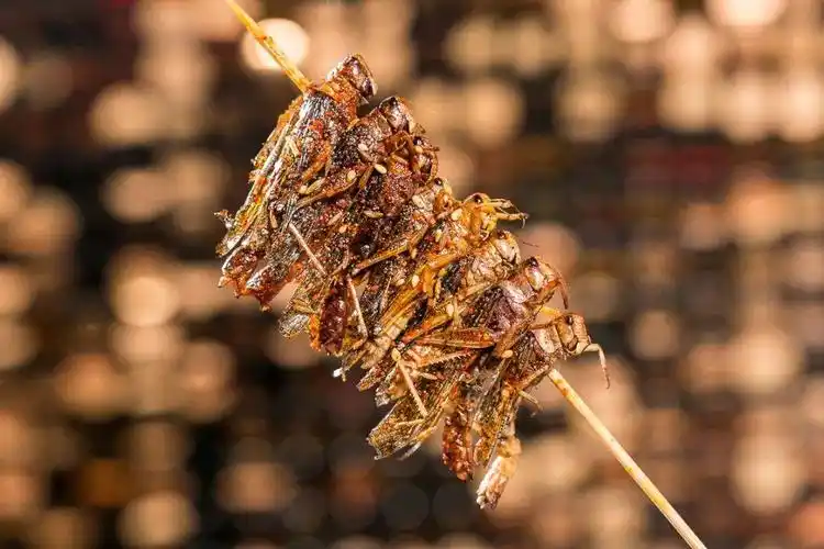 烤蚂蚱 ‖微辣的香料与小腰的鲜味相得益彰,碳烤的香味渗入有嚼劲的