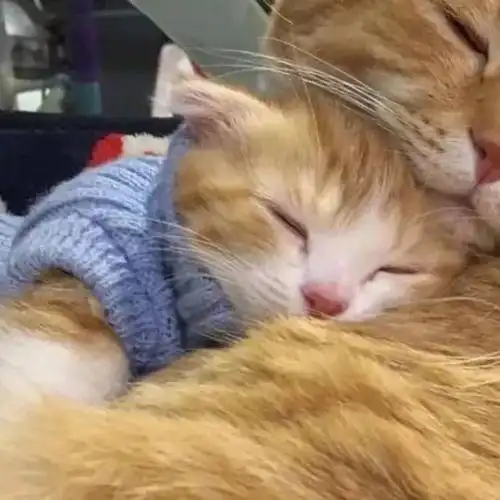 超萌头像卡通情侣头像萌宠