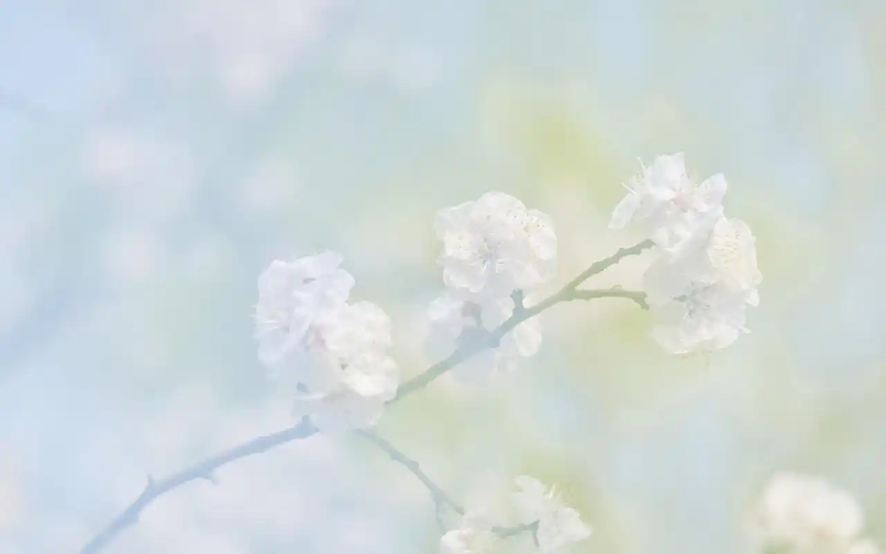 唯美清新花卉微距摄影图片电脑壁纸,风景壁纸,唯美,花卉,高清,清新