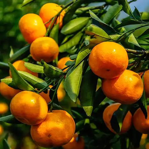 小橘子水果 新鲜_江西南丰蜜桔 早熟橘子小桔子自家果