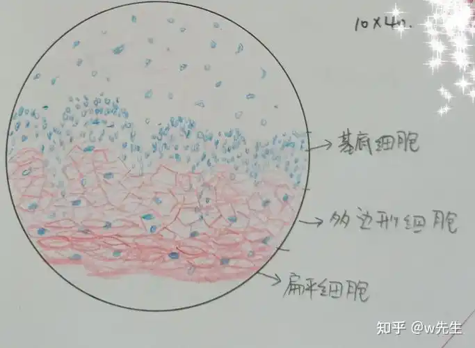 组胚实验红蓝铅笔绘图