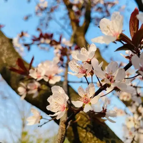 中国美院的樱花开啦060606