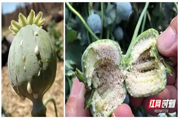 硬核科普百闻不如一见教你辨别罂粟花